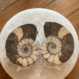 Ammonite du maroc